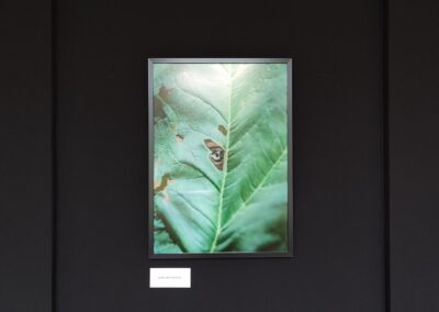 Fotografia przedstawiająca duży, podziurawiony zielony liść, Przez jeden z otworów widac ludzkie oko.